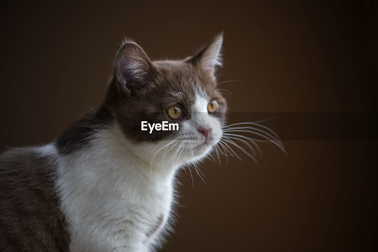 British short hair cat with bright yellow eyes isolated on brown background