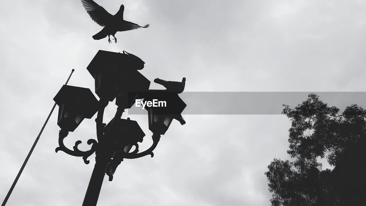 Low angle view of silhouette birds on street lamp against sky