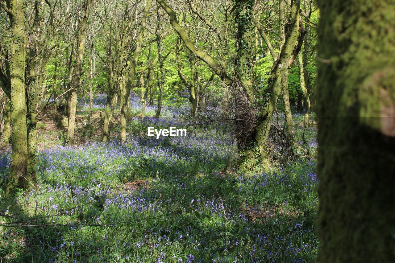 SCENIC VIEW OF FOREST