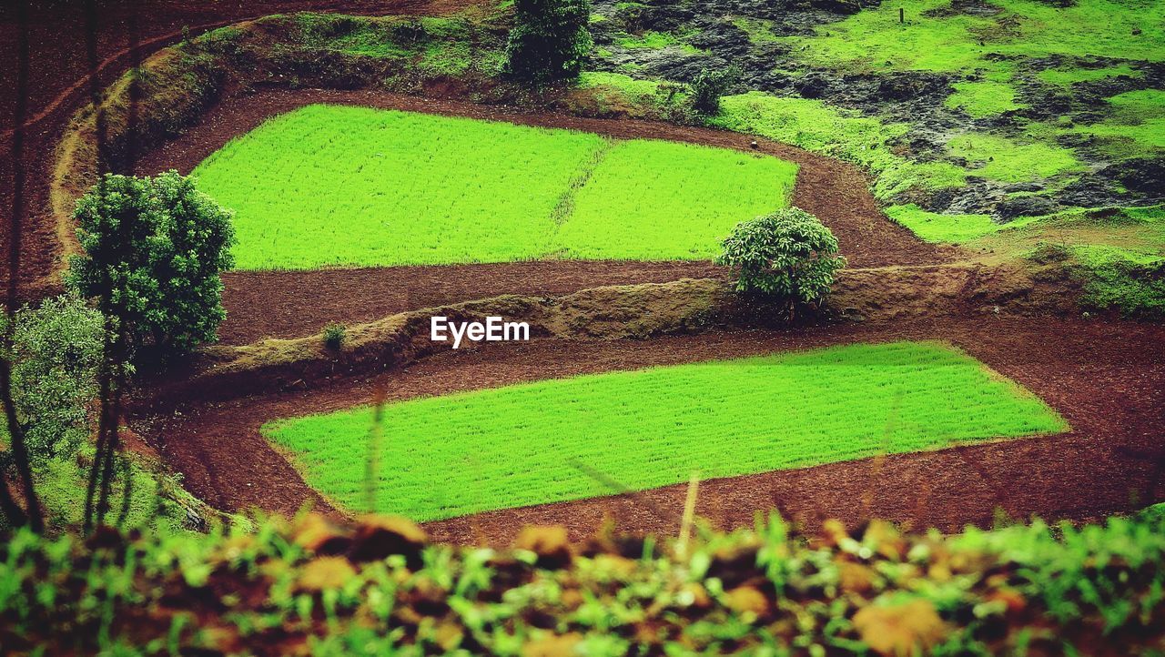 Close-up of green plant on field