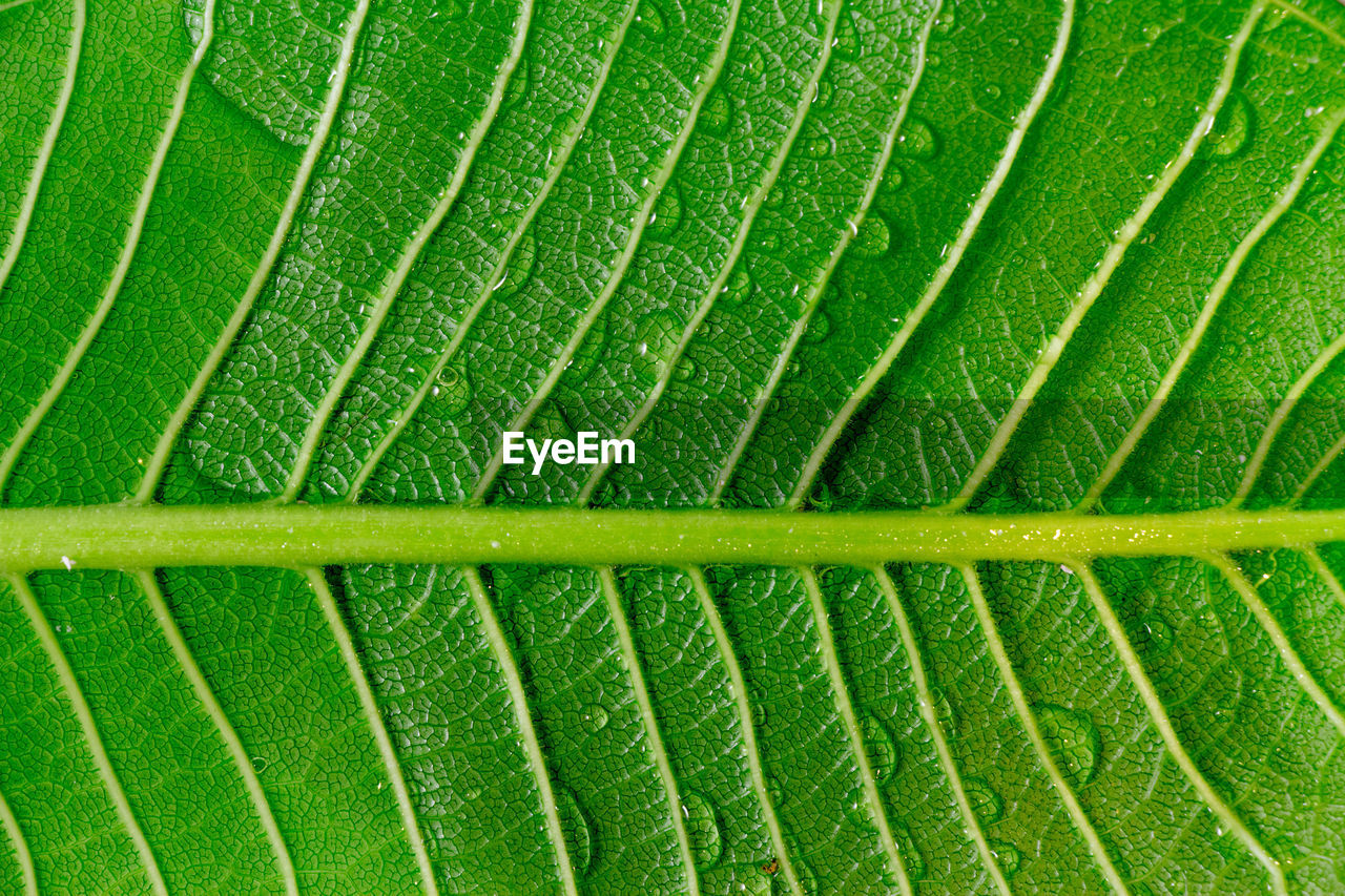 FULL FRAME SHOT OF FRESH GREEN LEAF