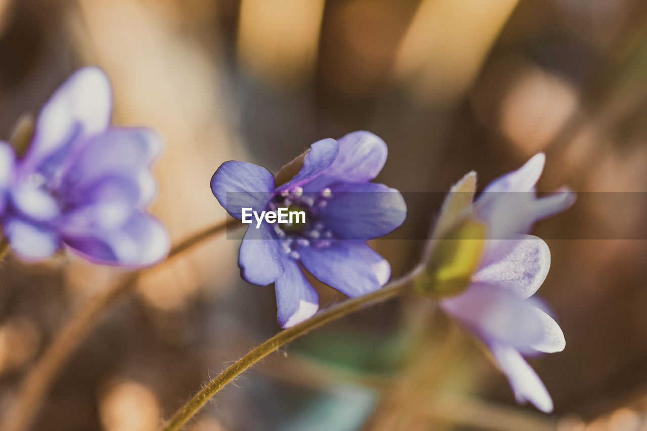 Close-up of purple flowering plant