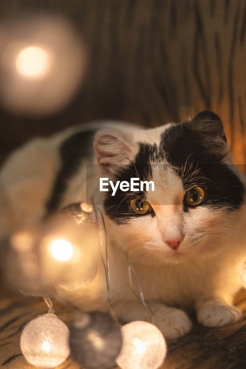 CLOSE-UP PORTRAIT OF A CAT WITH CHRISTMAS LIGHTS