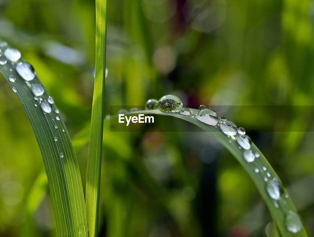 drop, water, wet, plant, nature, dew, moisture, grass, green, close-up, blade of grass, rain, plant part, leaf, beauty in nature, freshness, flower, no people, growth, purity, environment, plant stem, focus on foreground, raindrop, outdoors, macro photography, selective focus, day, macro, fragility, tranquility, hierochloe, summer, motion, sweet grass