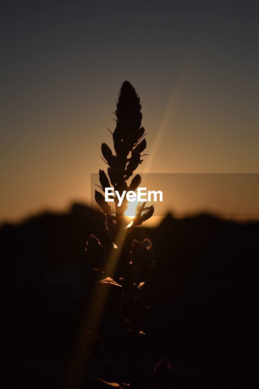 Close-up of silhouette plant on field against sky during sunset