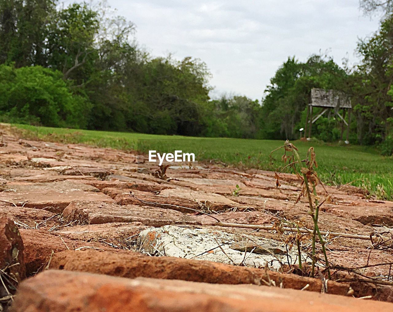 TREES ON FIELD AGAINST SKY