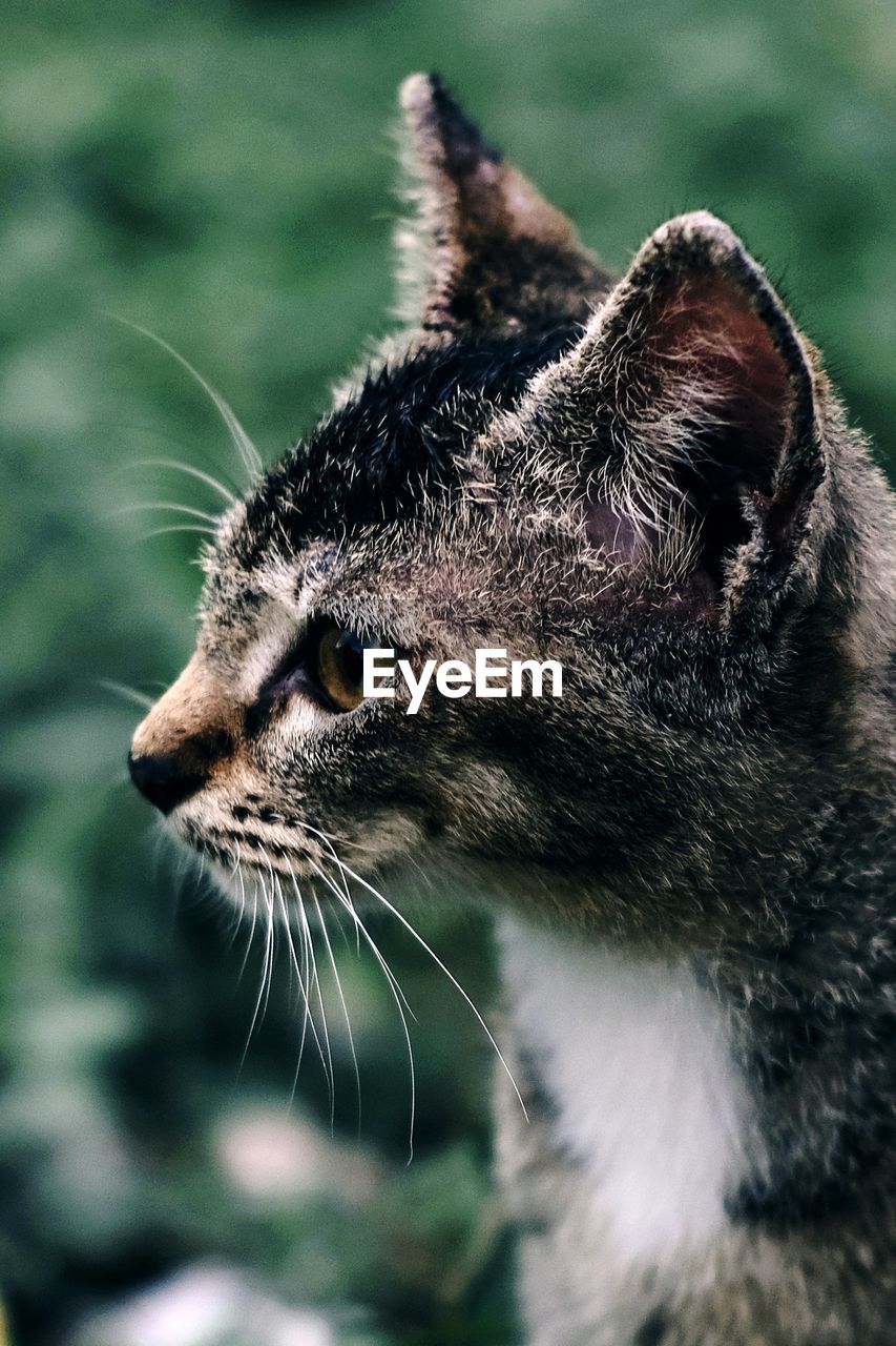 Close-up of a cat looking away