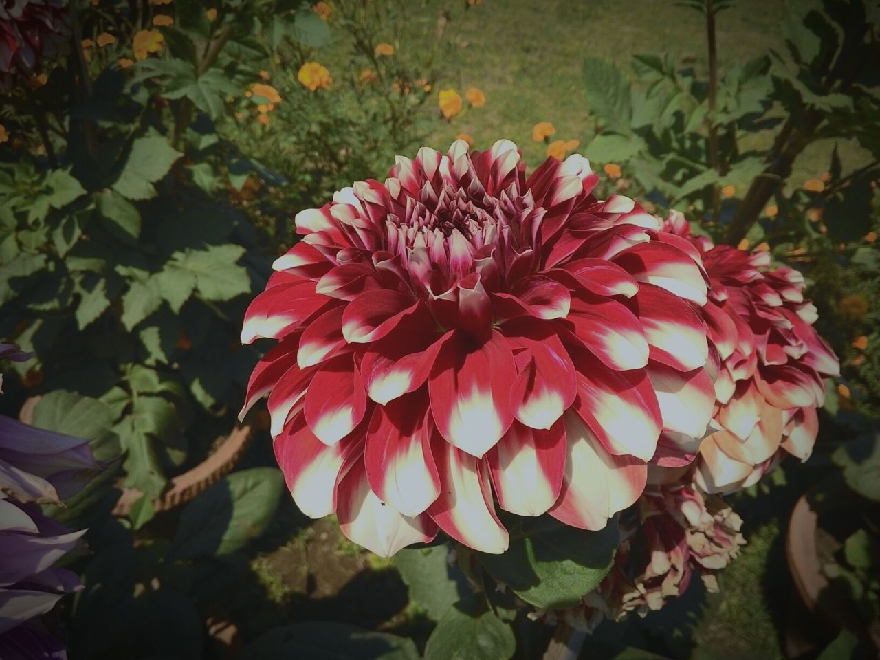 Close-up of red dahlia flower in garden