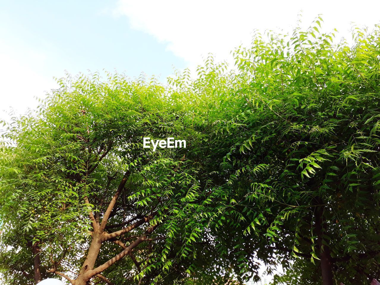 LOW ANGLE VIEW OF TREE AGAINST THE SKY