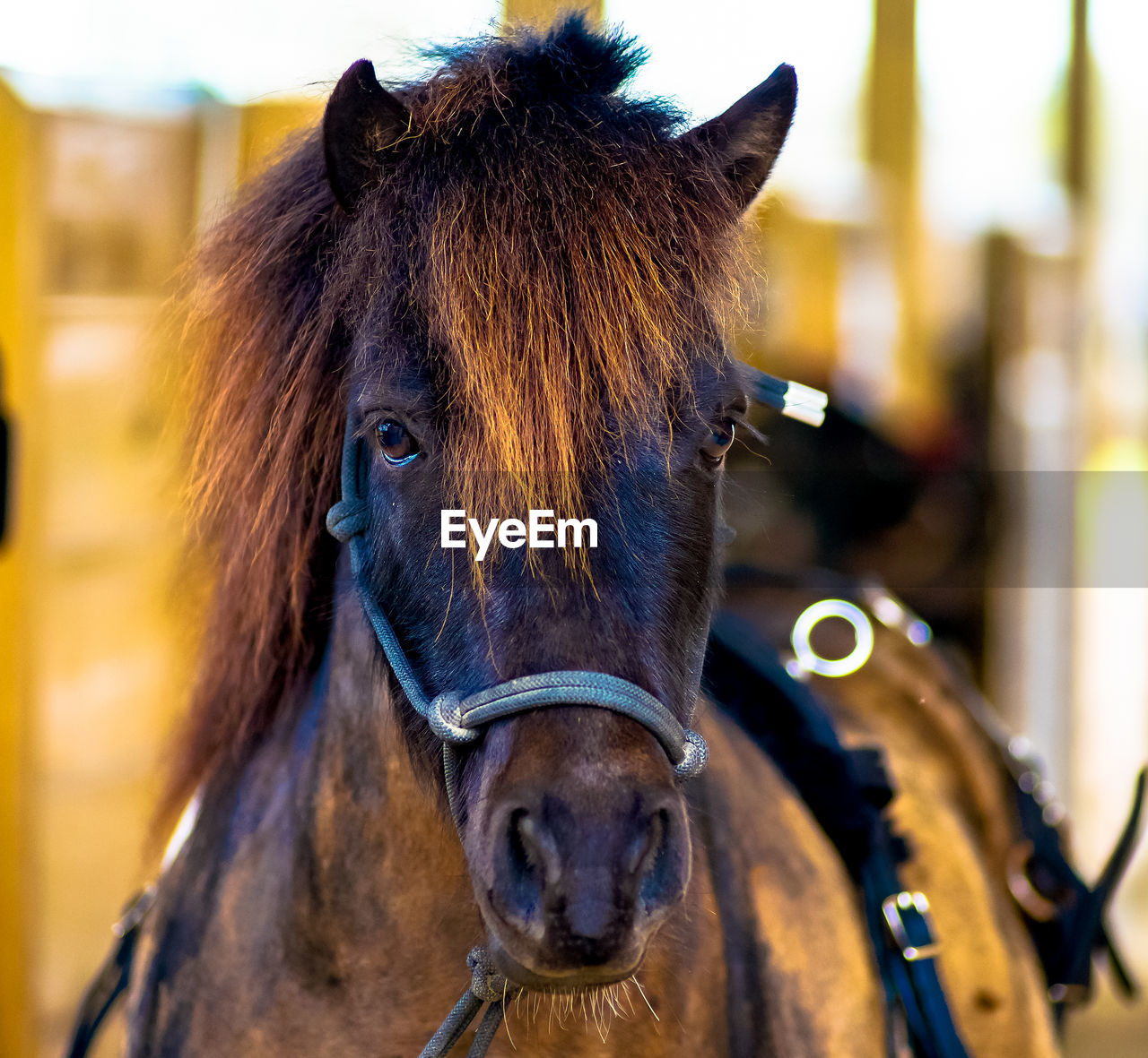 CLOSE-UP OF BROWN HORSE