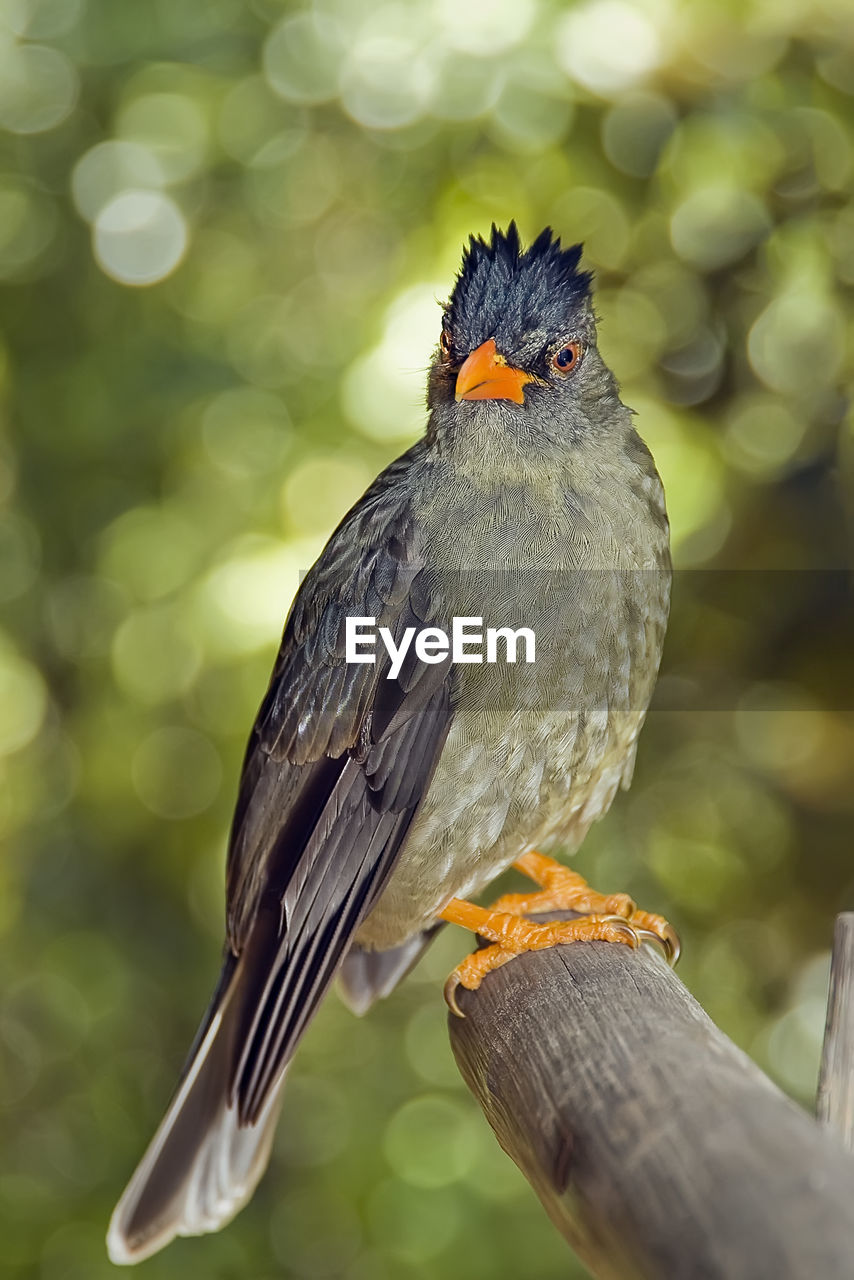 CLOSE-UP OF BIRD PERCHING ON WOOD