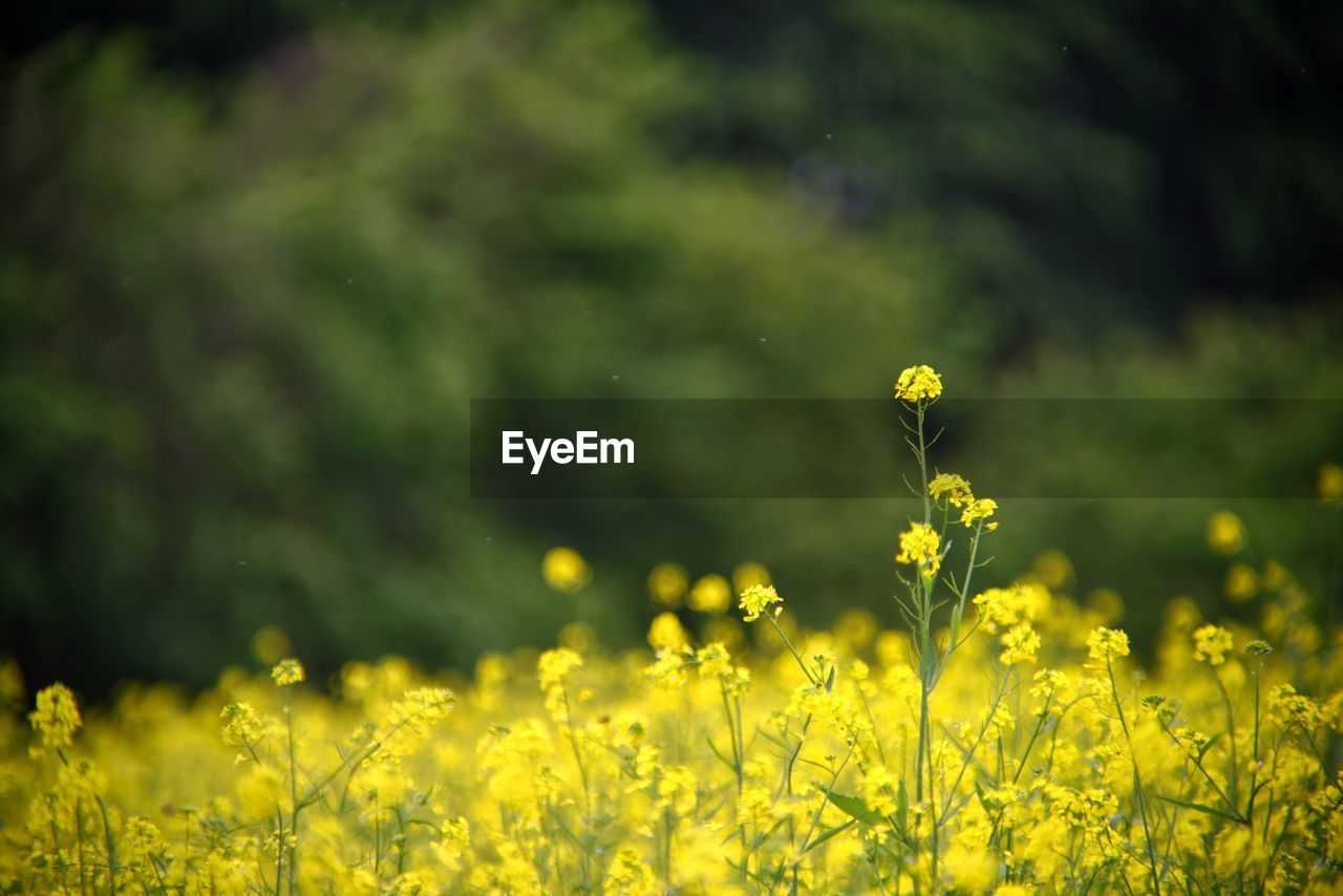 Close-up of yellow flowering plants on field