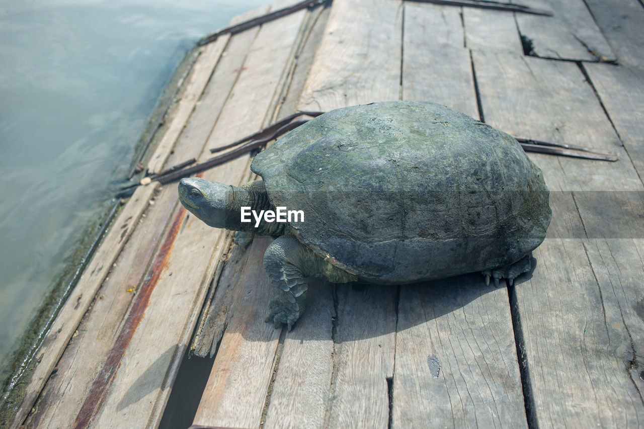 turtle, animal, animal themes, animal wildlife, wildlife, one animal, wood, water, tortoise, nature, reptile, shell, high angle view, animal shell, day, no people, sea, outdoors, sea turtle