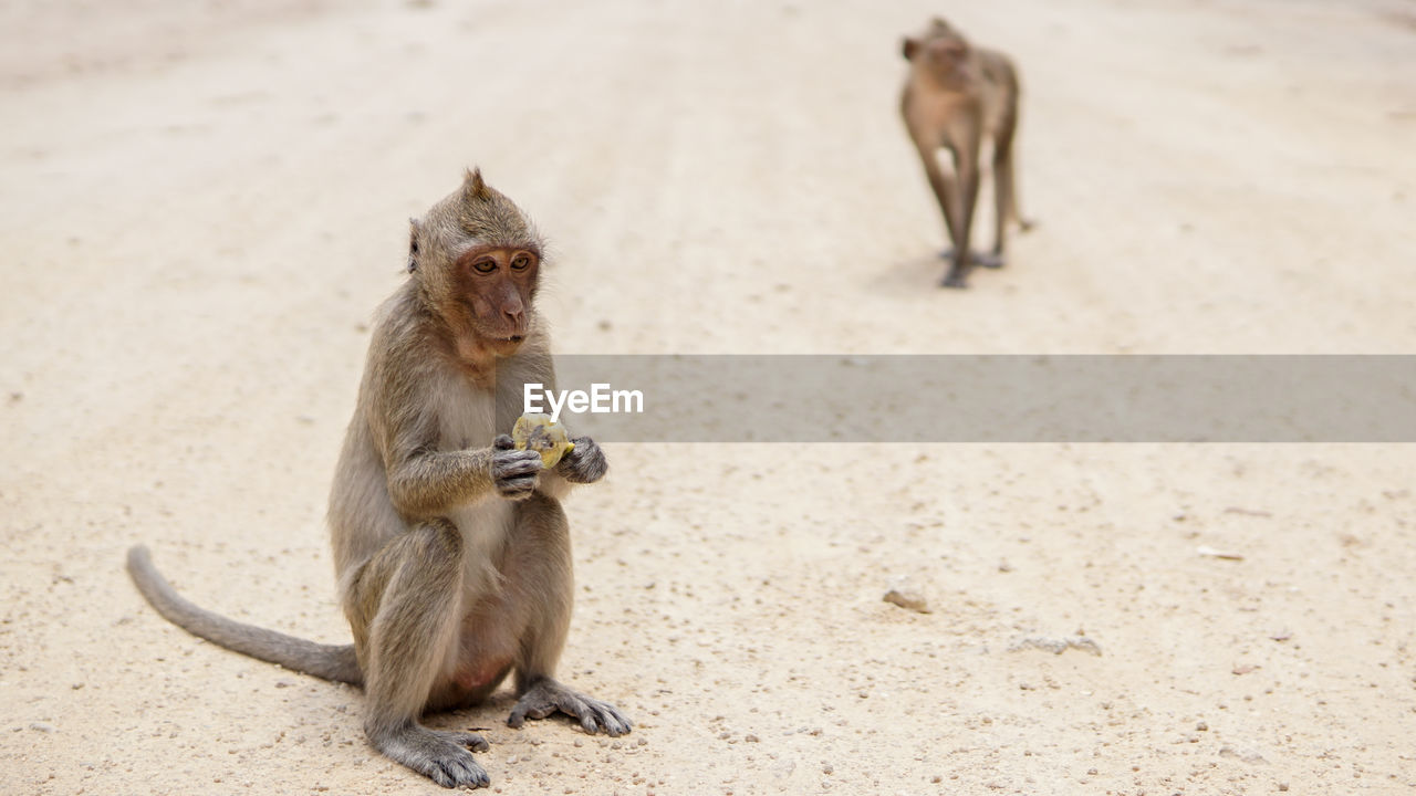 High angle view of monkeys on field
