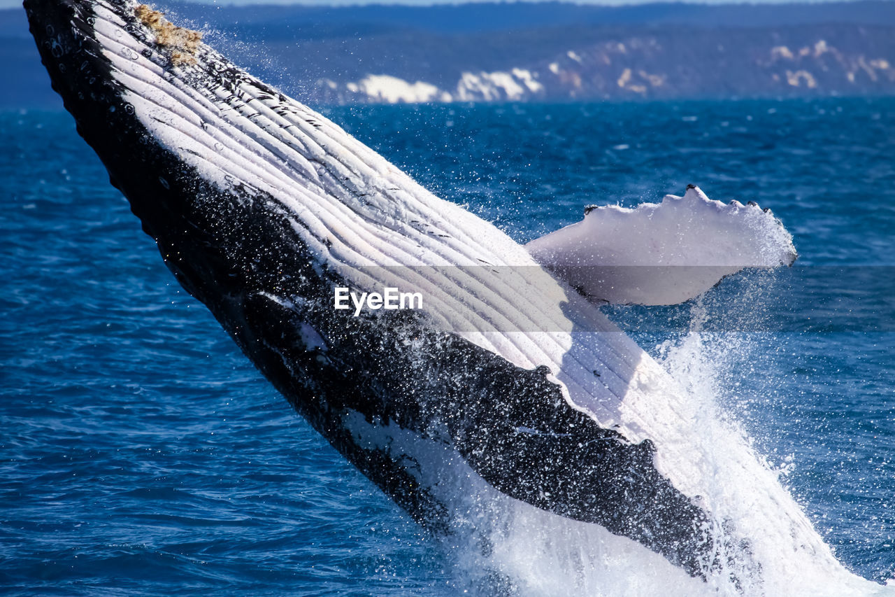 Close-up of whale in sea