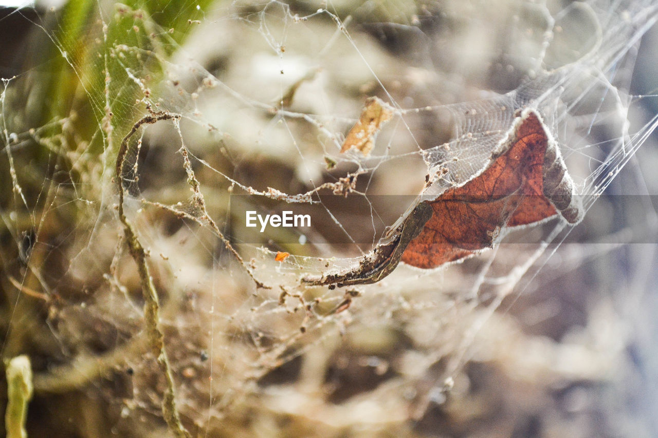 CLOSE-UP OF SPIDER WEB ON DRY AUTUMN LEAVES
