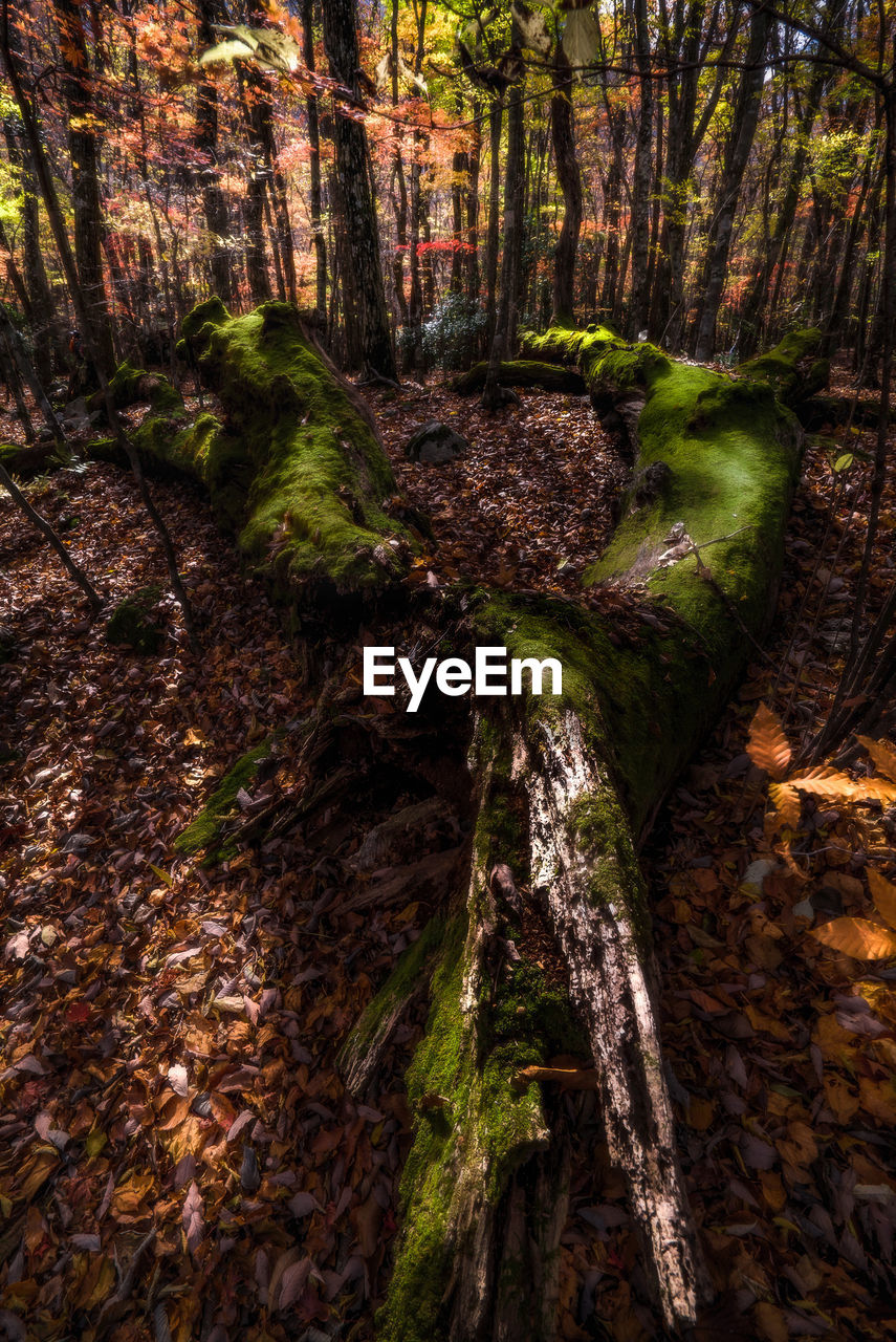 MOSS GROWING ON TREE IN FOREST