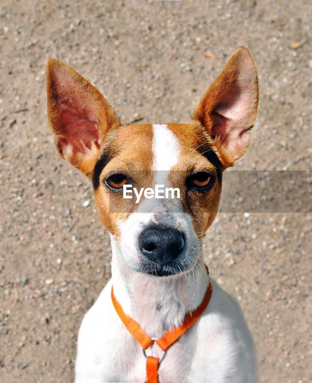 Close-up portrait of dog