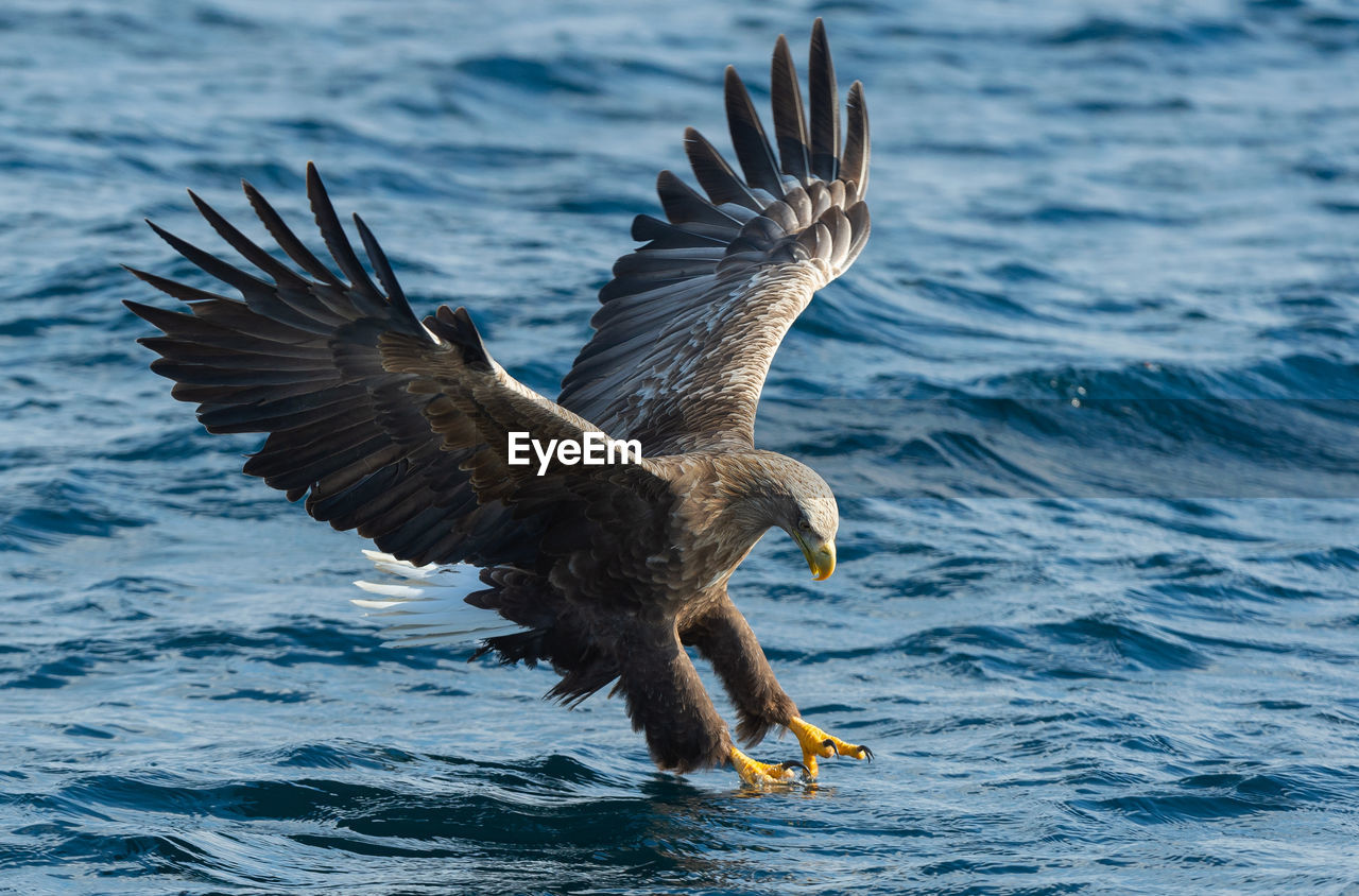 BIRDS FLYING OVER SEA