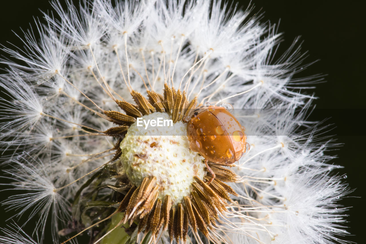 Ladybug sitting on flower. red ladybug on dandelion. shallow depth of field, focus on insect. 