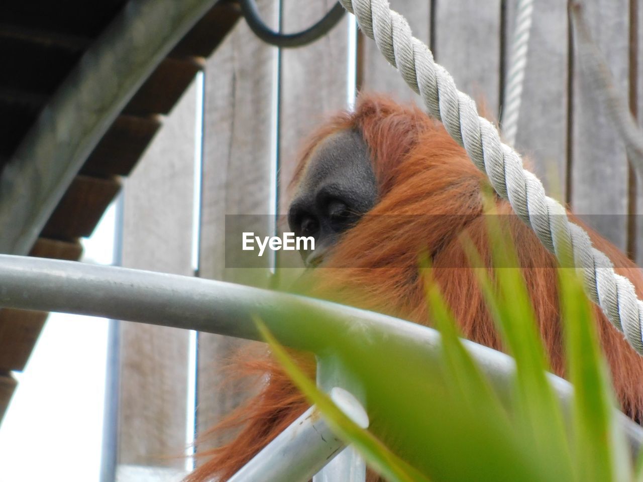 CLOSE-UP OF MONKEY LOOKING THROUGH FENCE