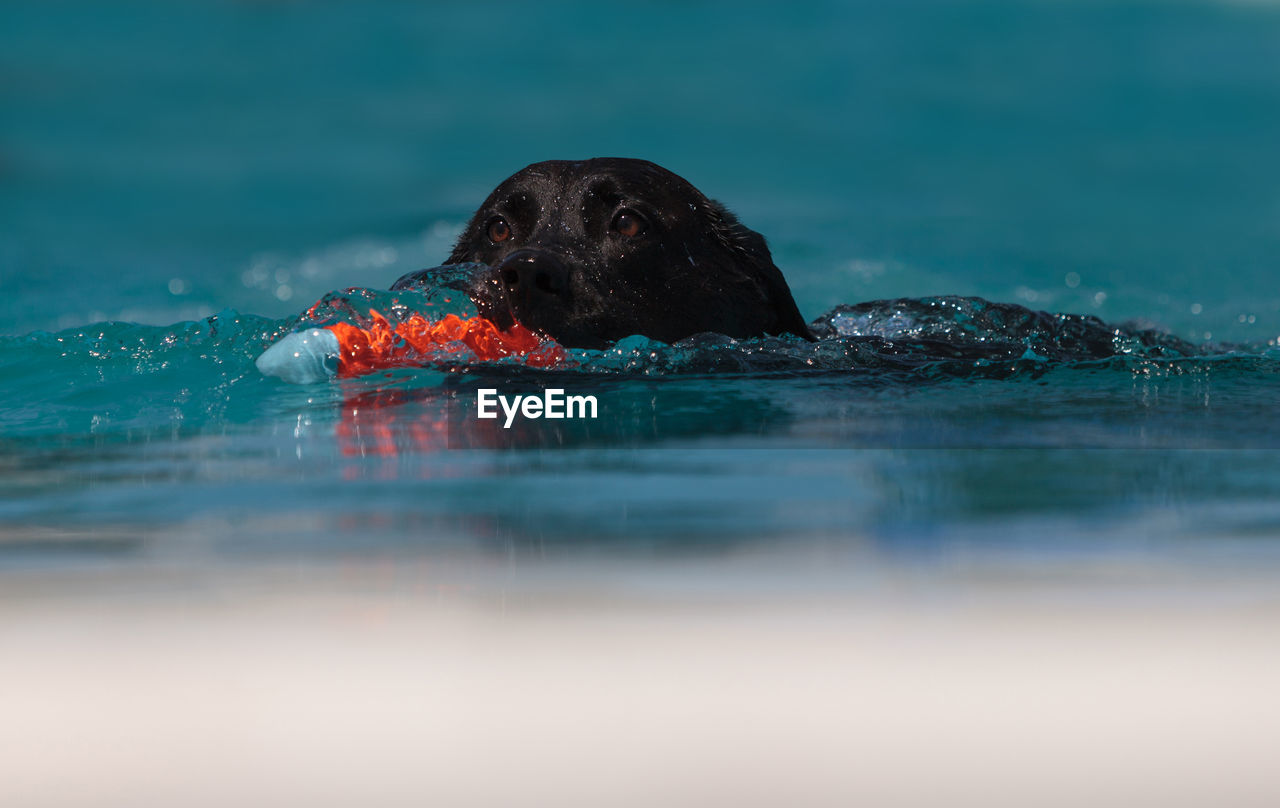 Black labrador with toy in swimming pool