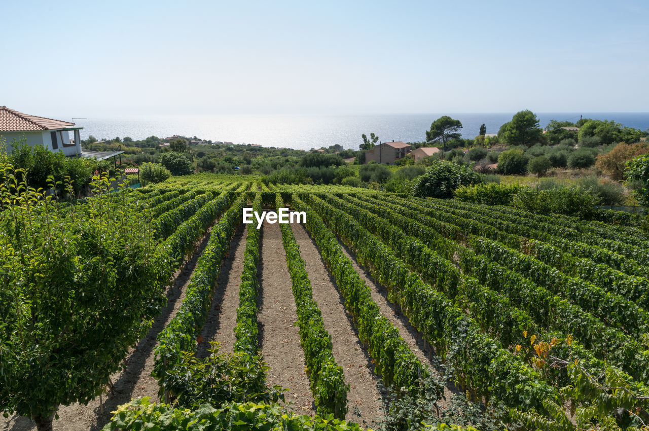 SCENIC VIEW OF FARMS AGAINST SKY