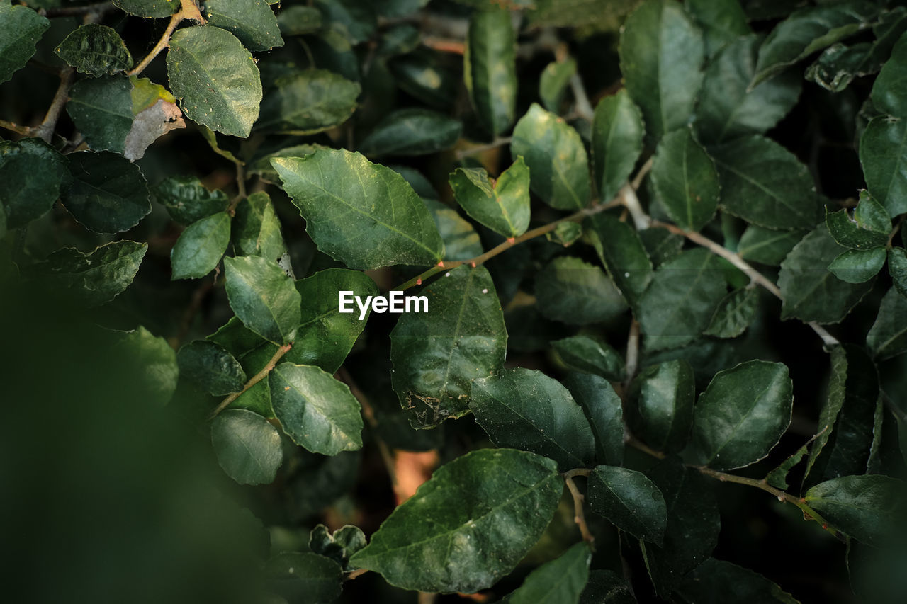 FULL FRAME SHOT OF FRESH LEAVES