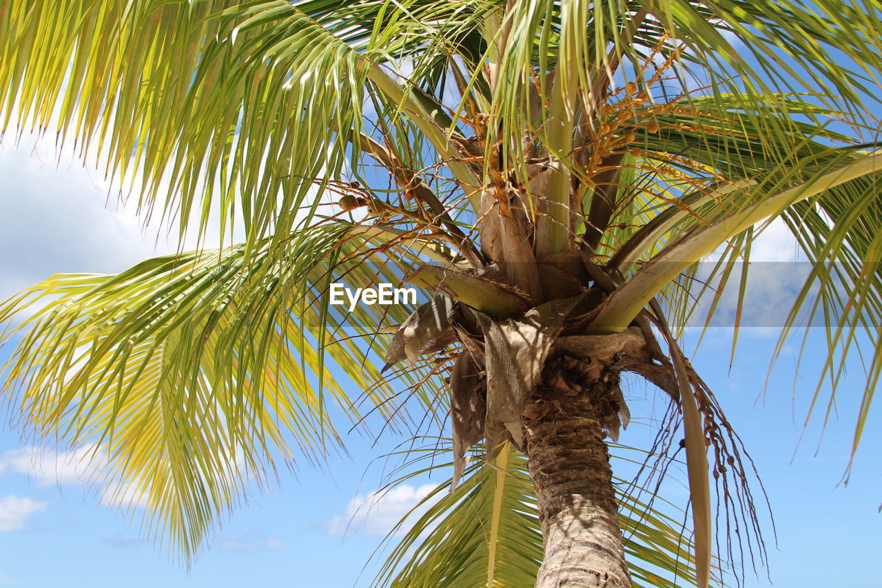 Low angle view of palm trees