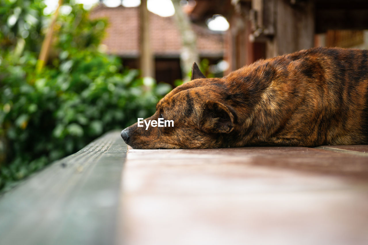 Close-up of dog sleeping