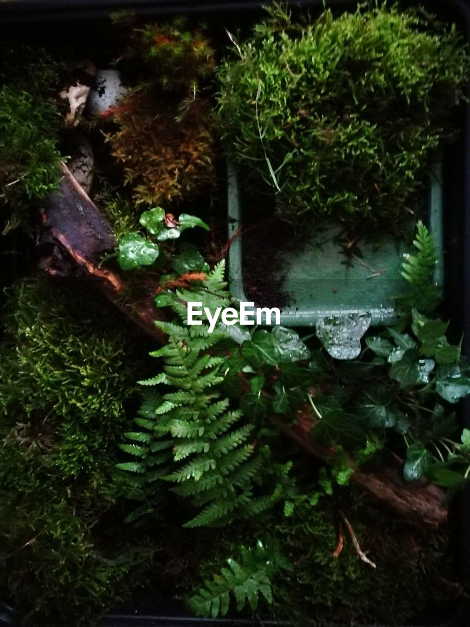 HIGH ANGLE VIEW OF MOSS AND TREES IN YARD