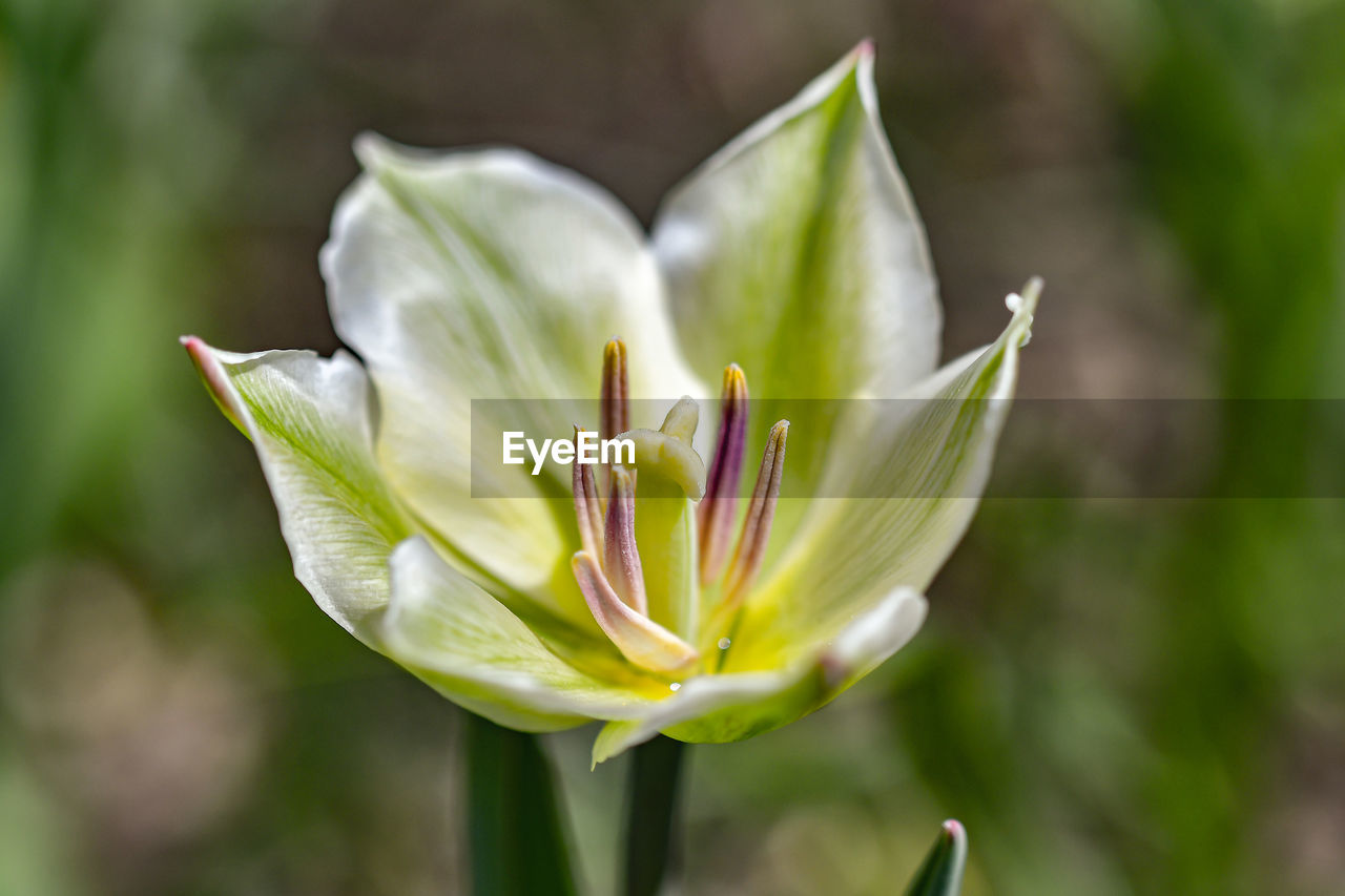 Close-up of flowering plant