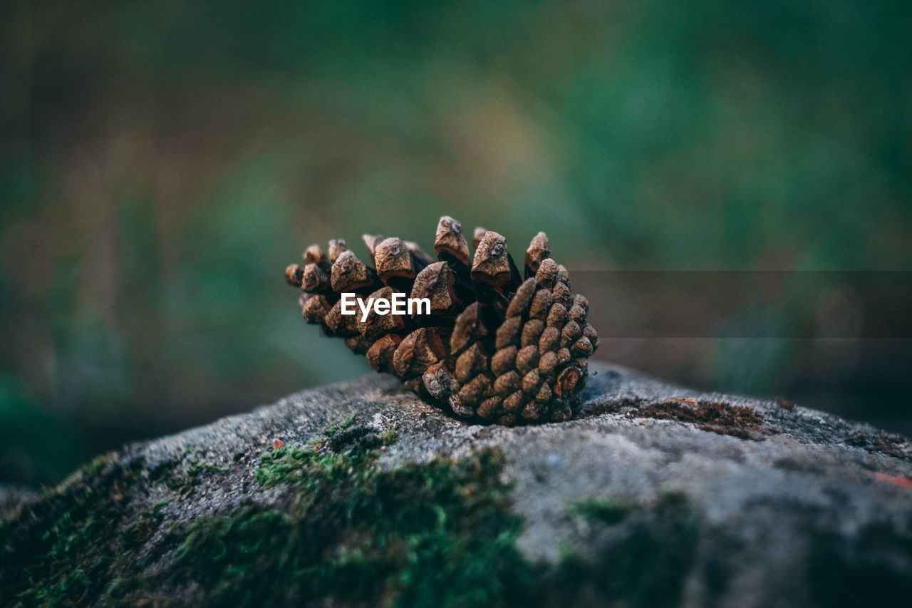 Close-up of pine cone on tree