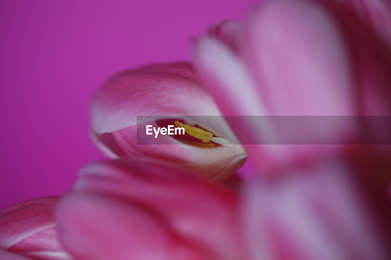 CLOSE-UP OF PINK FLOWER POLLEN