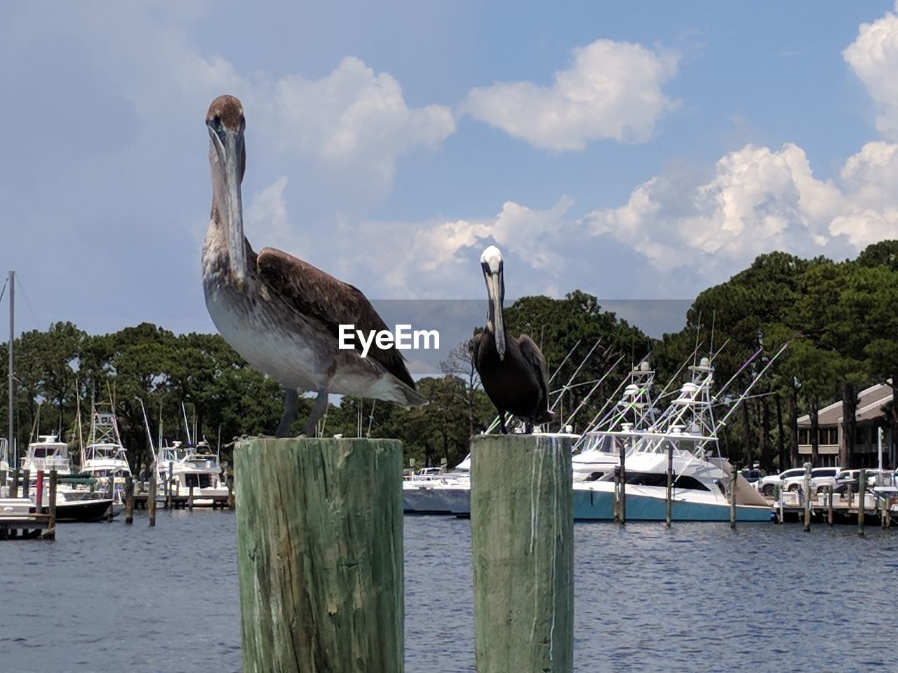 Two pelicans posing for a picture