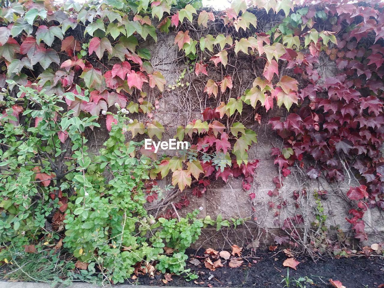 IVY ON PLANTS