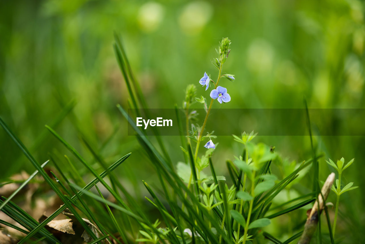 CLOSE-UP OF GREEN PLANT ON FIELD