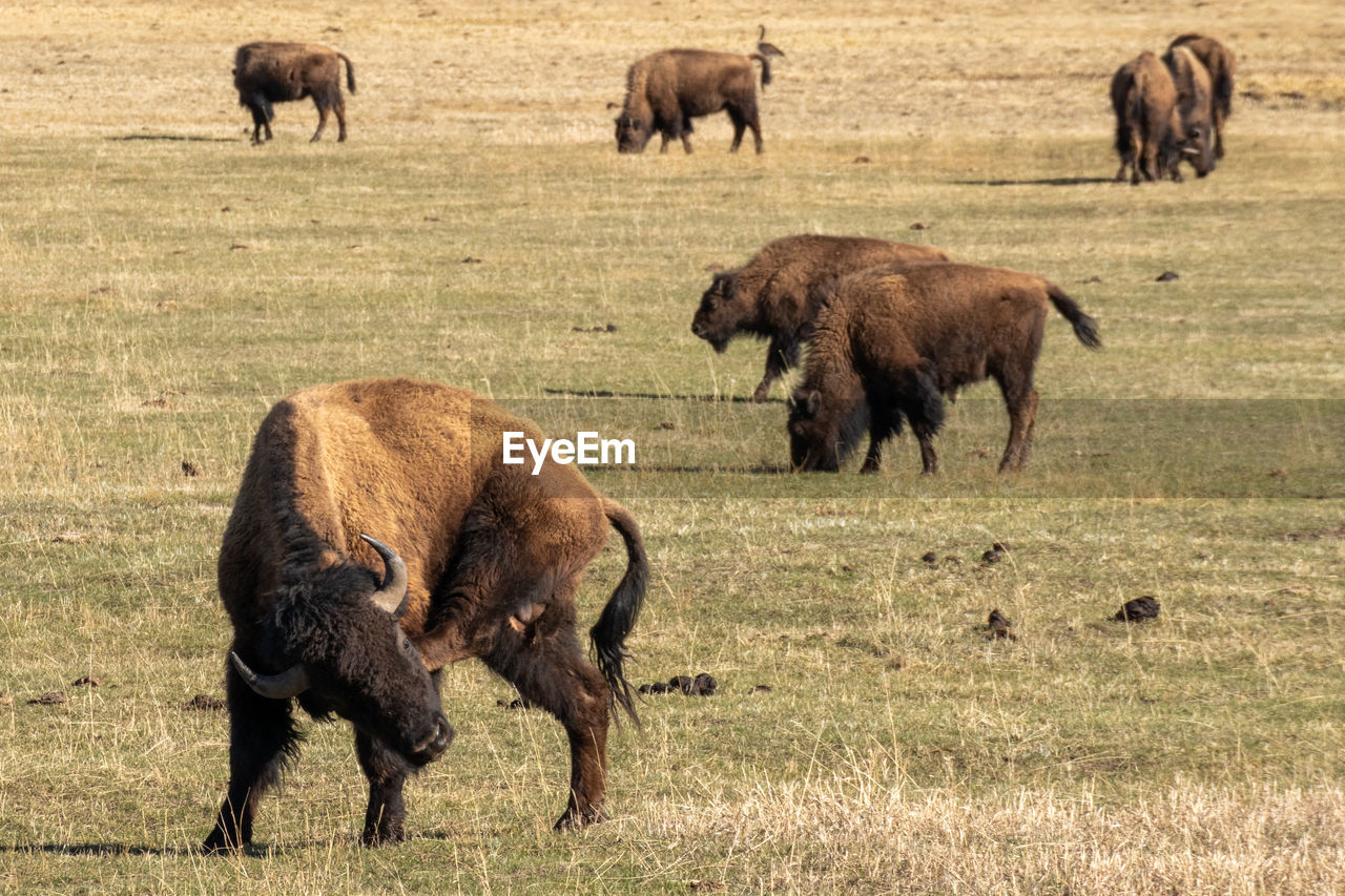 COWS GRAZING IN THE FIELD