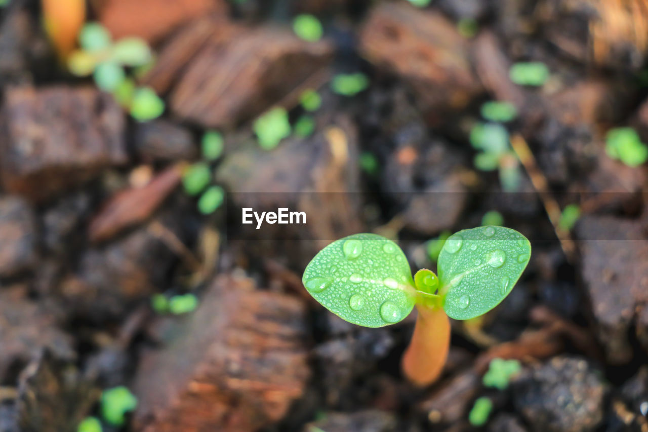 CLOSE-UP OF FRESH GREEN PLANT