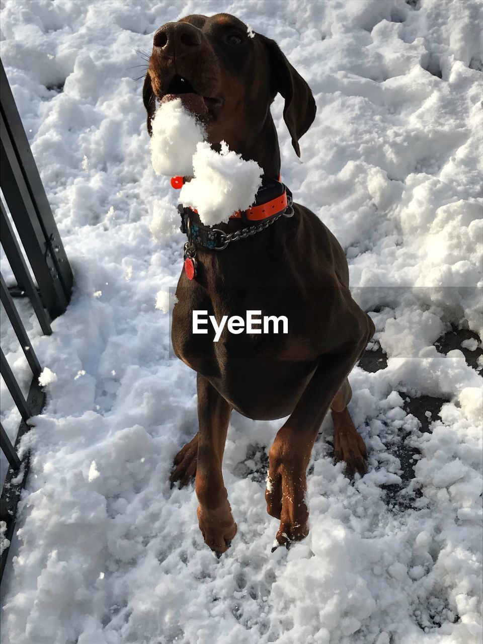 Close-up of dog during winter