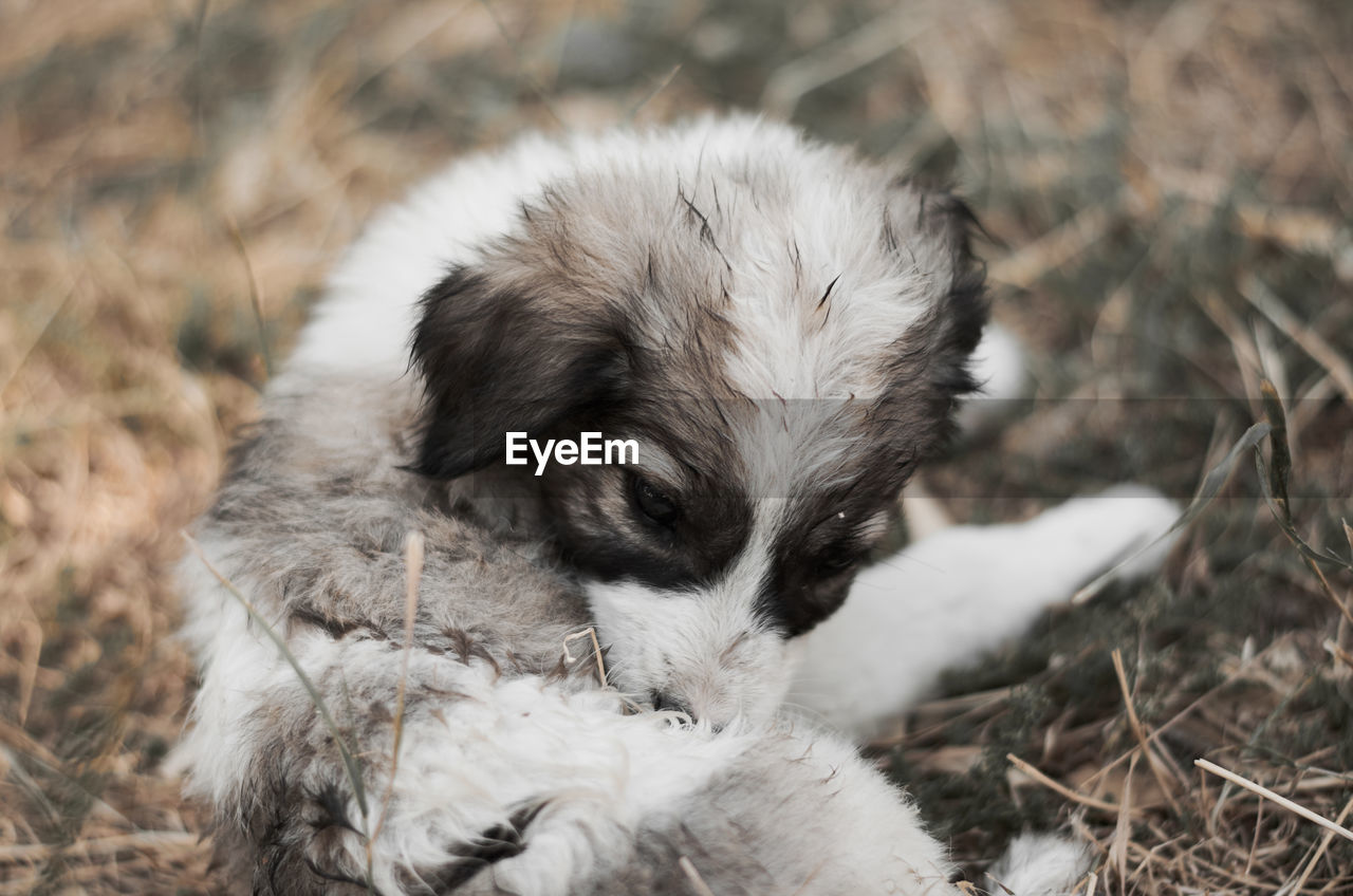 HIGH ANGLE VIEW OF A DOG