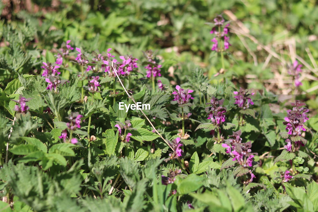 Purple flowering plants on land