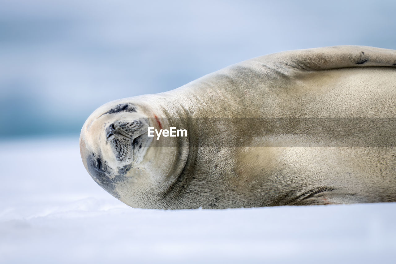 Close-up of crabeater seal sleeping on snow