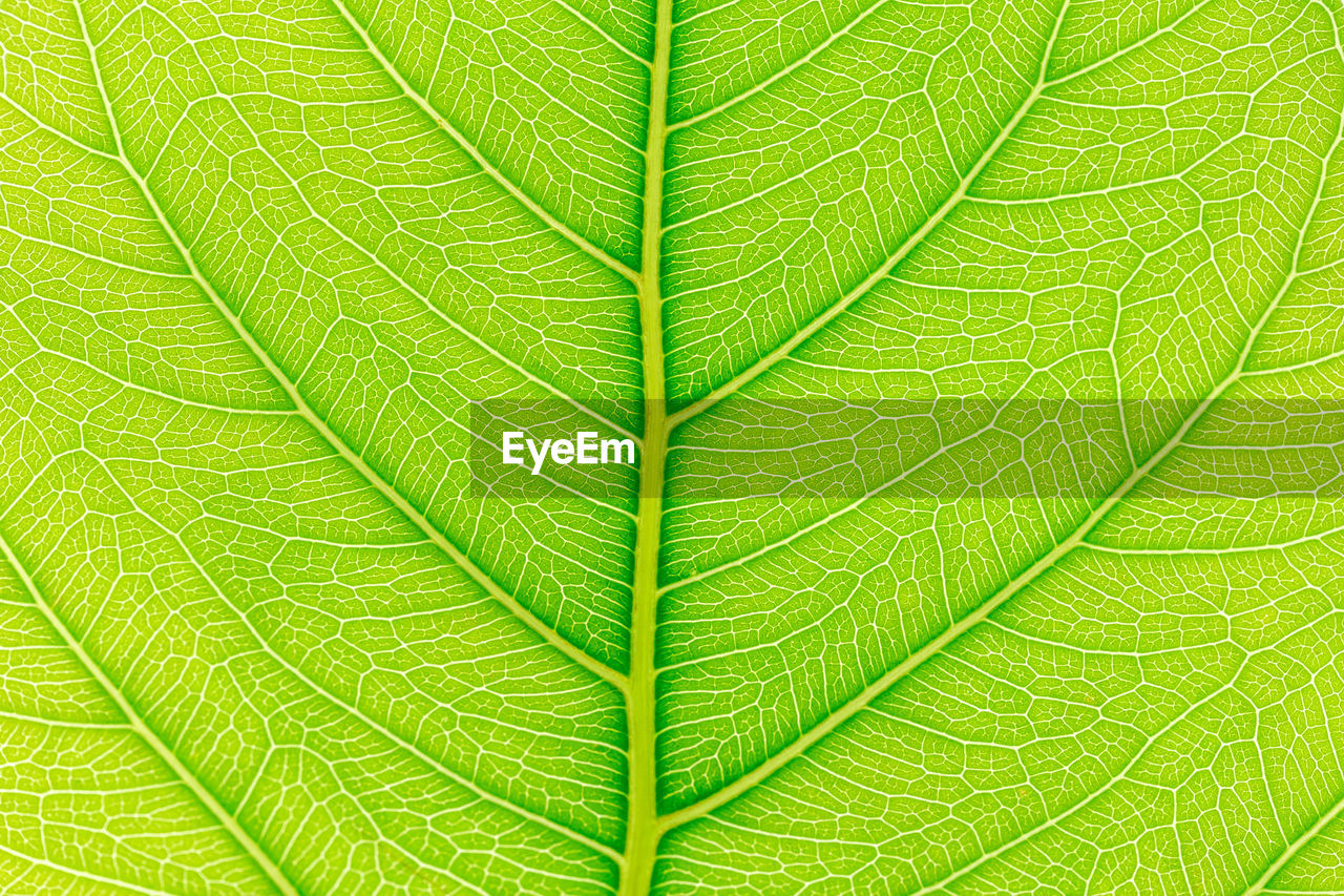 CLOSE-UP OF LEAF