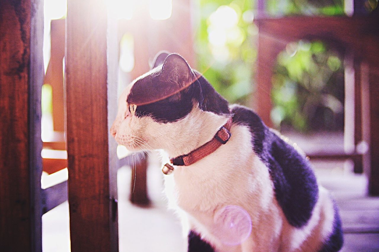 CLOSE-UP OF DOG STICKING OUT TONGUE AT HOME AT NIGHTCLUB