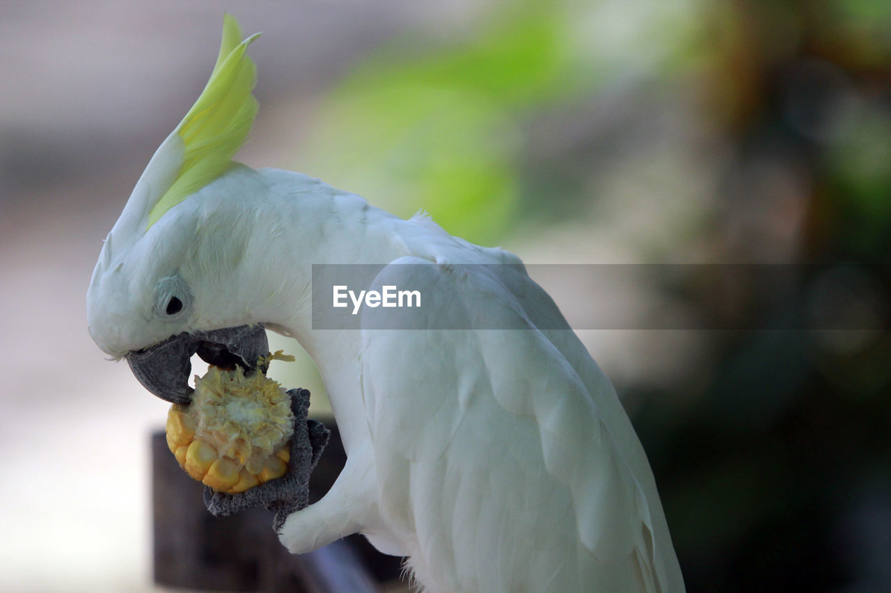 Close-up of sulphur-crested cockatoo eating sweetcorn