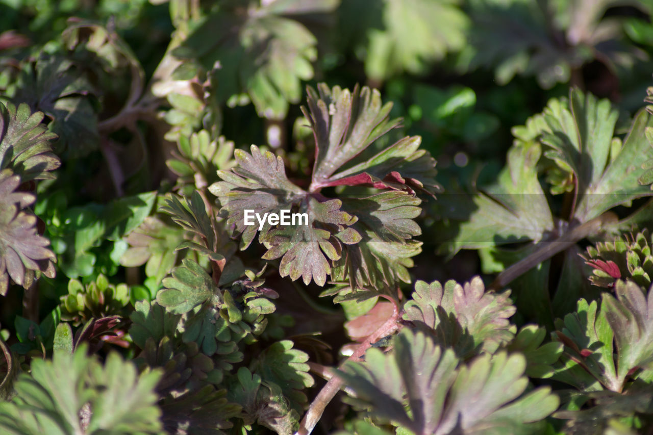 CLOSE-UP OF FLOWERING PLANT IN BLOOM