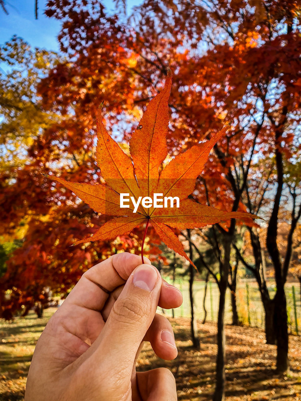 Close-up of hand holding maple leaf during autumn