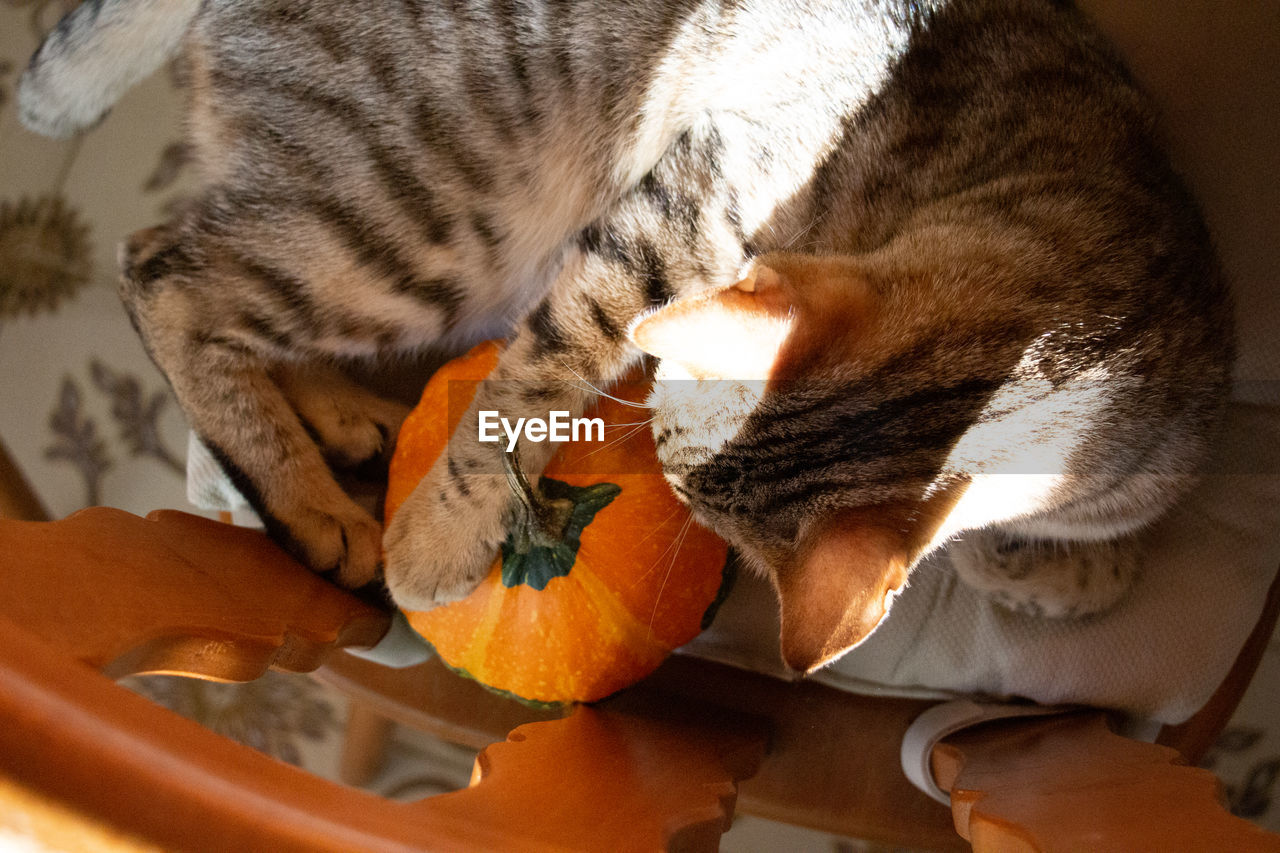 HIGH ANGLE VIEW OF CAT AND ORANGE LEAF