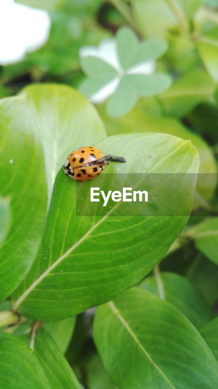 CLOSE-UP OF LADYBUG ON LEAF